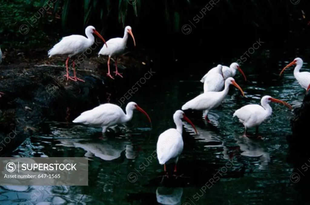 High angle view of a flock of White Ibis in water (Eudocimus albus)