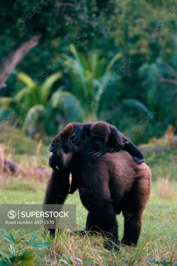Western Lowland Gorilla with its young one standing in a field (Gorilla gorilla gorilla)