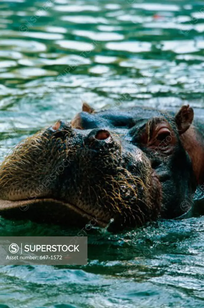 Close-up of a hippopotamus submerged in water (Hippopotamus amphibius)