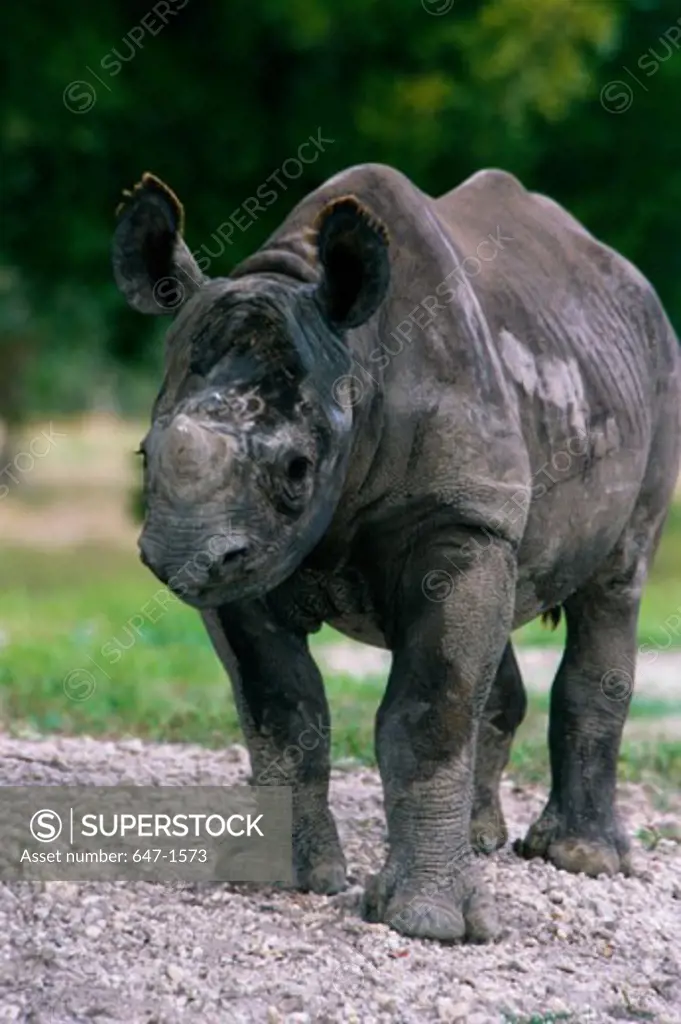 Close-up of a Black Rhinoceros standing in a field (Diceros bicornis)