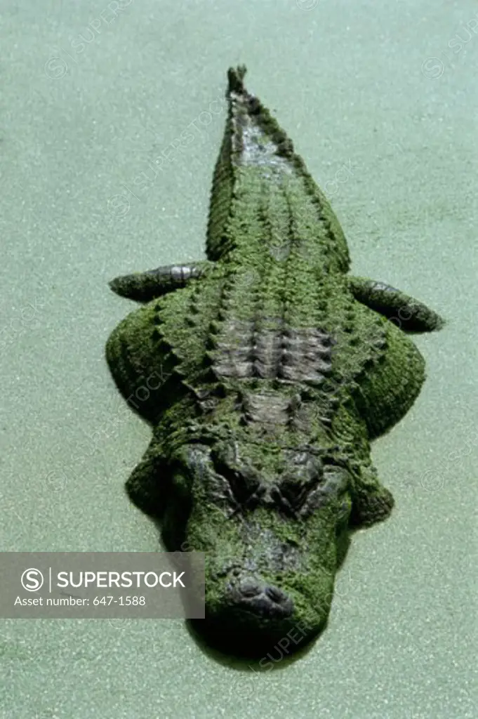 Close-up of an American Alligator submerged in water (Alligator mississippiensis)