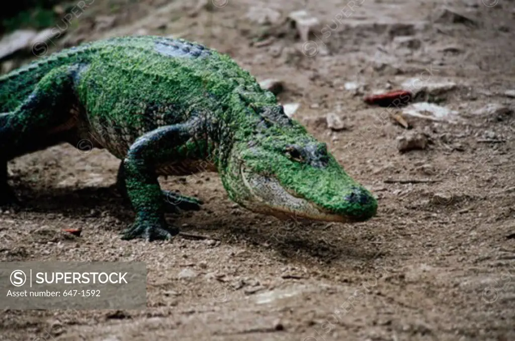 Close-up of an American Alligator crawling on the ground (Alligator mississippiensis)