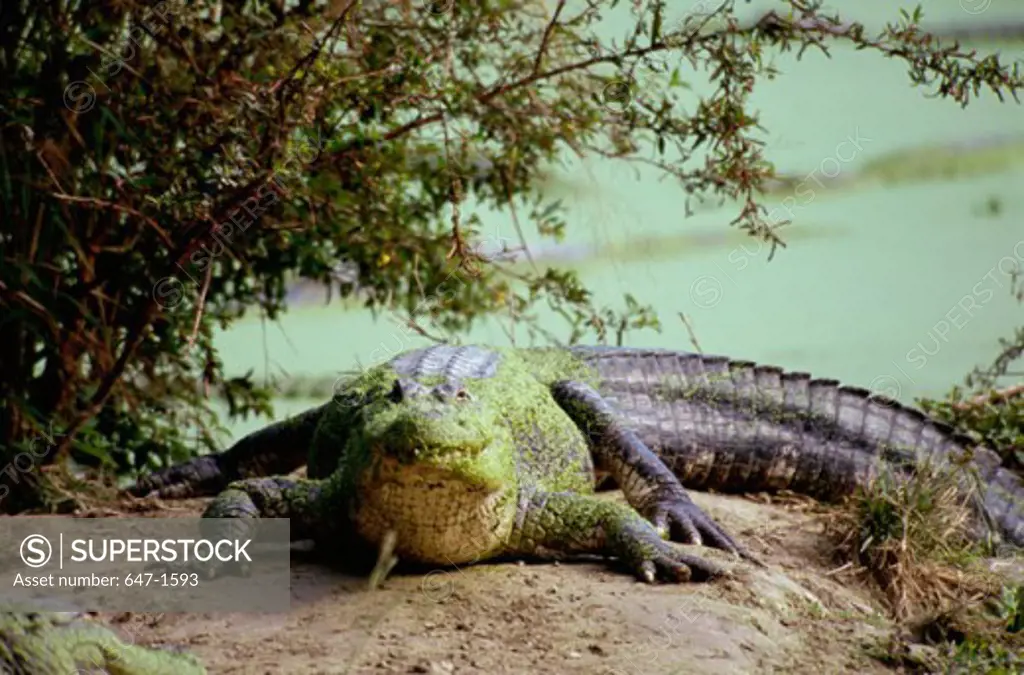 American Alligator (Alligator Mississippiensis)