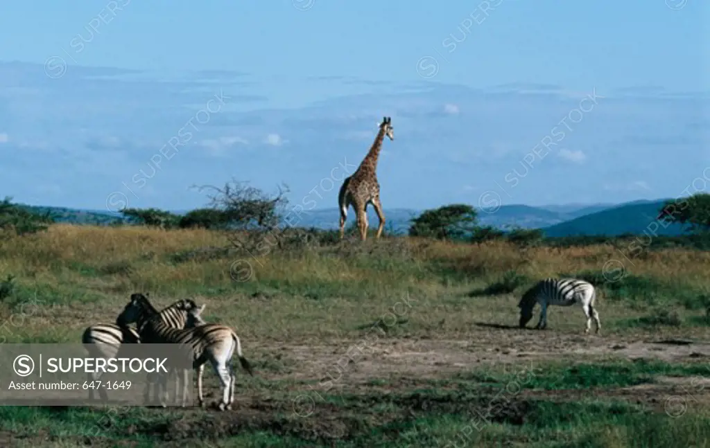 Zebras Giraffe Kruger National Park, South Africa