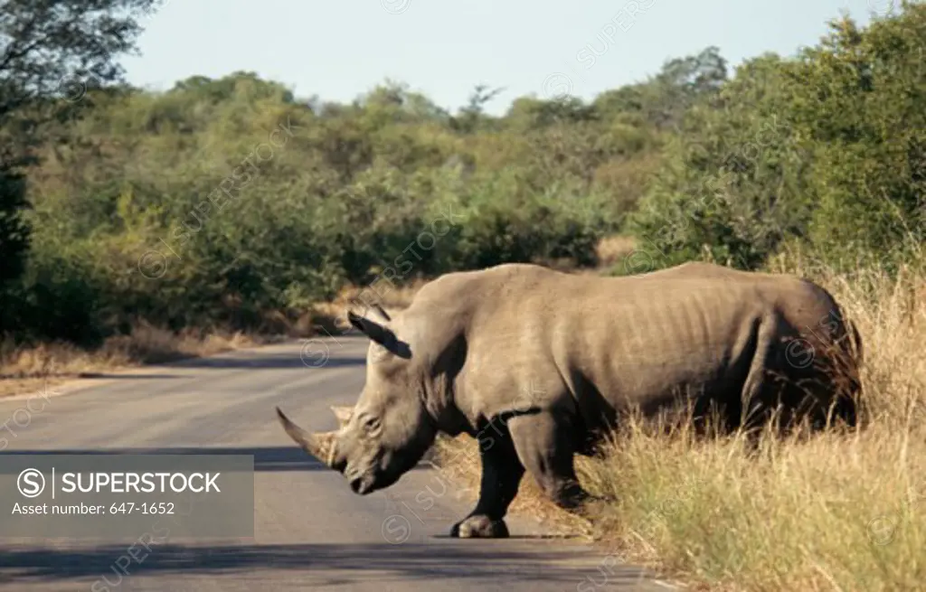 Rhinoceros Kruger National Park South Africa