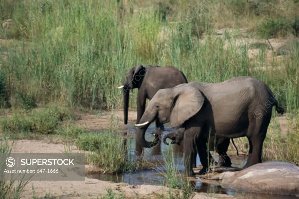 Elephants Kruger National Park South Africa
