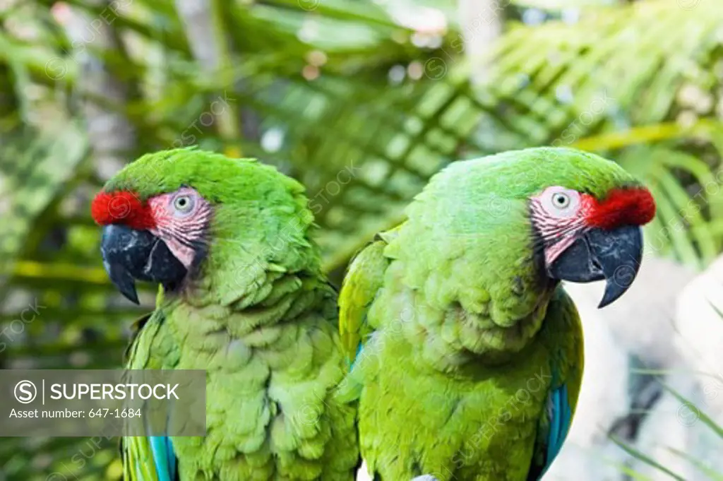 Close-up of two Military Macaws (Ara militaris)