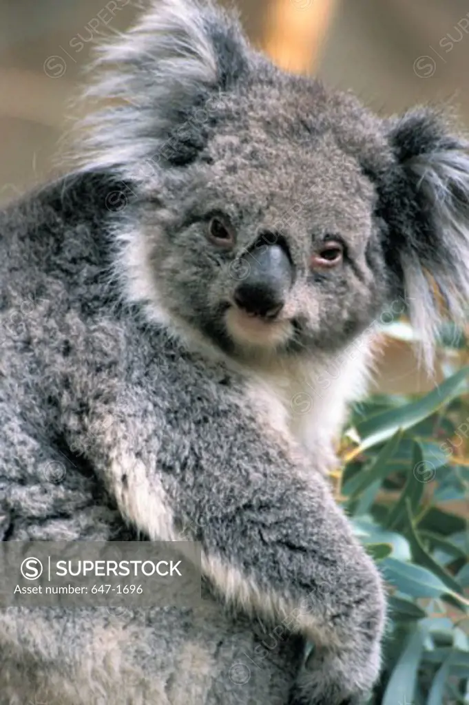 Close-up of a koala (Phascolarctos Cinereus)