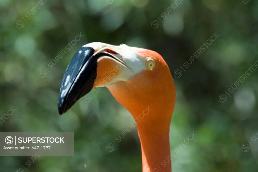 Close-up of an Caribbean Flamingo (Phoenicopterus ruber)
