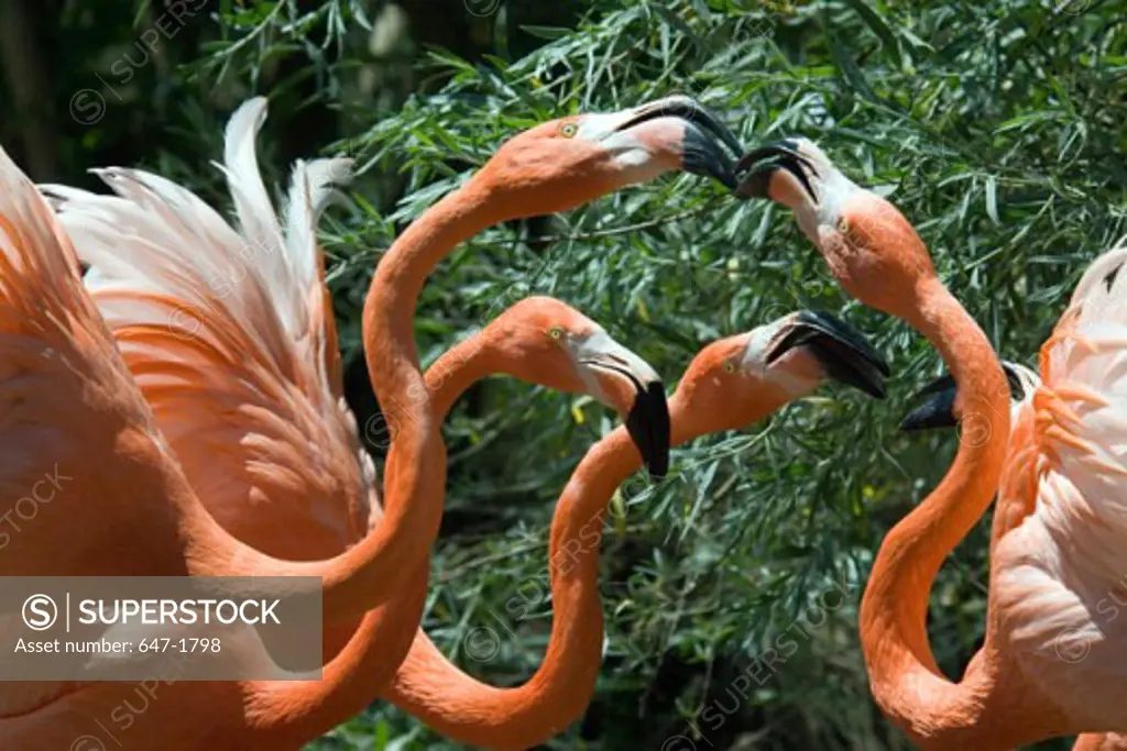 Close-up of five Caribbean Flamingos (Phoenicopterus ruber)