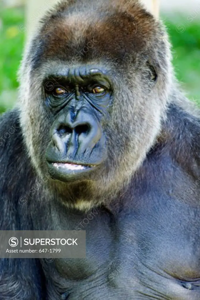Close-up of a Western Lowland Gorilla (Gorilla gorilla gorilla)
