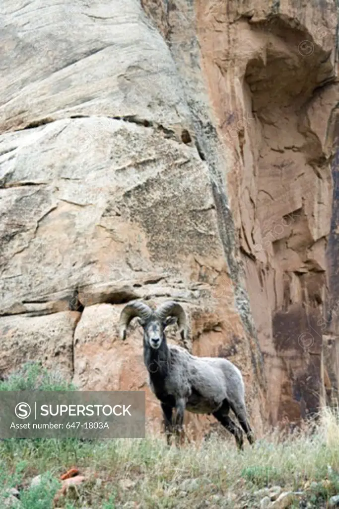 Desert Bighorn Sheep in a forest, Dinosaur National Monument, Colorado, USA (Ovis canadensis nelsoni)