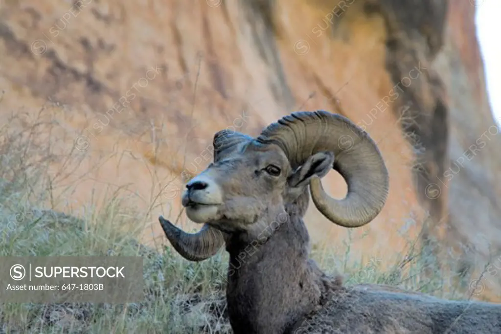 Close-up of a Desert Bighorn Sheep in a forest, Dinosaur National Monument, Colorado, USA (Ovis canadensis nelsoni)