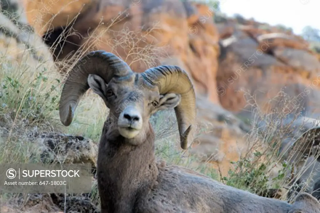 Close-up of a Desert Bighorn Sheep in a forest, Dinosaur National Monument, Colorado, USA (Ovis canadensis nelsoni)
