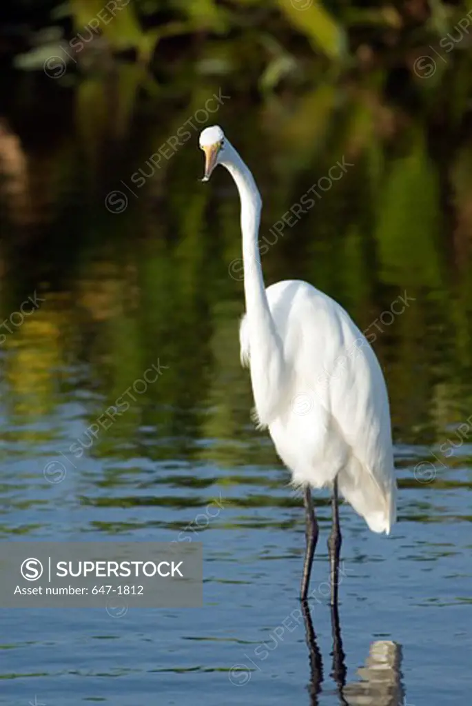 Close-up of a Great Egret standing in water (Ardea alba)
