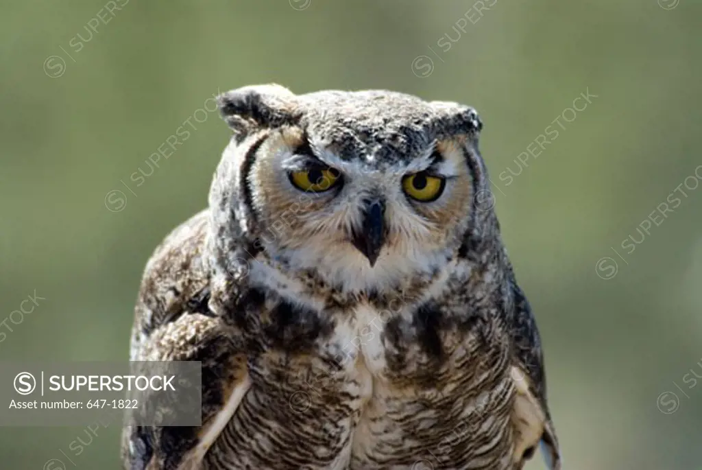 Close-up of a Barn Owl (Tyto alba)