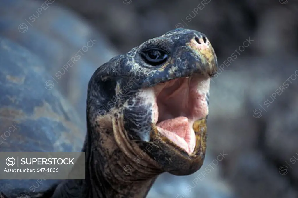 Close-up of a Galapagos tortoise (Geochelone nigra)