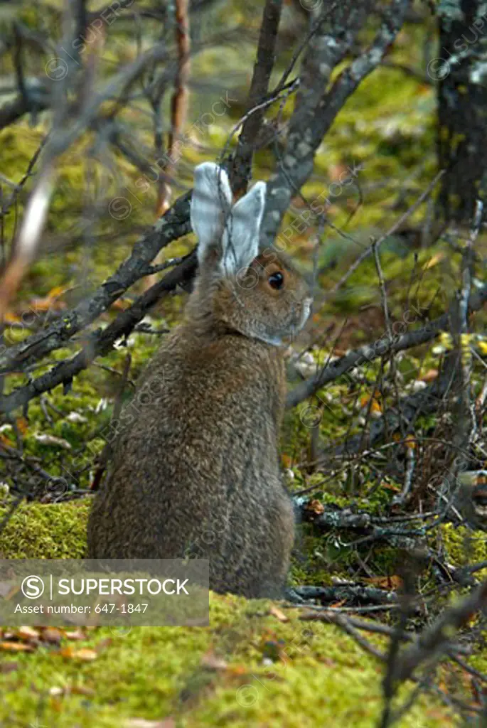 Snowshoe Hare (Lepus americanus) in a forest, Denali National Park, USA