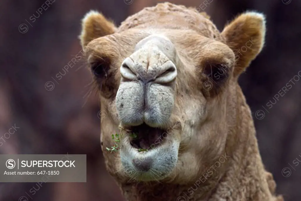 Close-up of a dromedary camel (Camelus dromedarius)