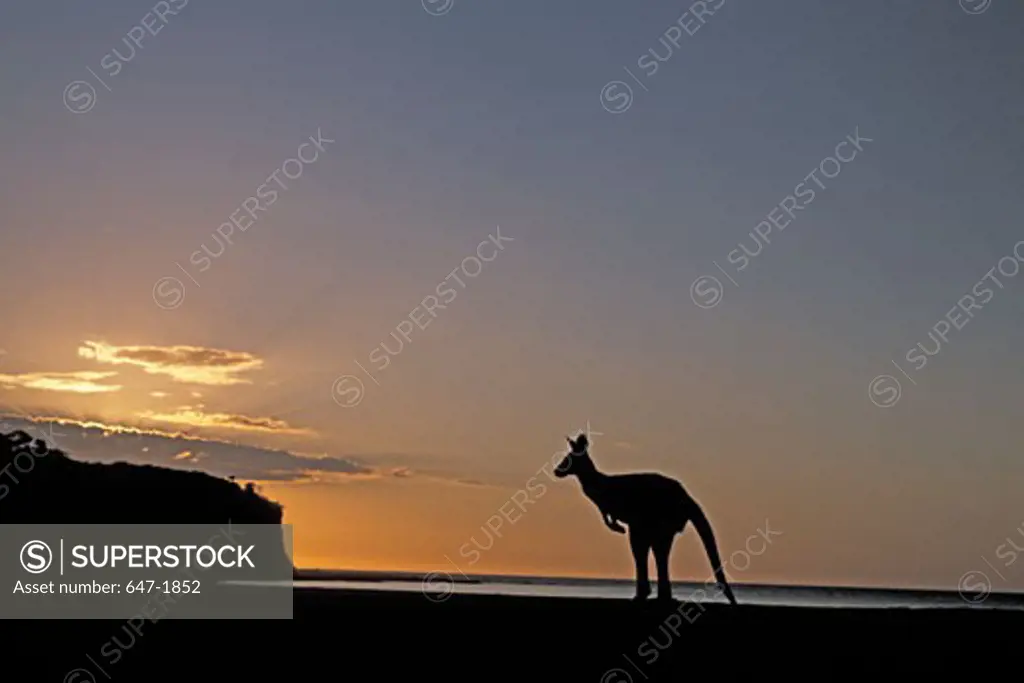 Silhouette of a Grey Kangaroo at dawn, New South Wales, Australia