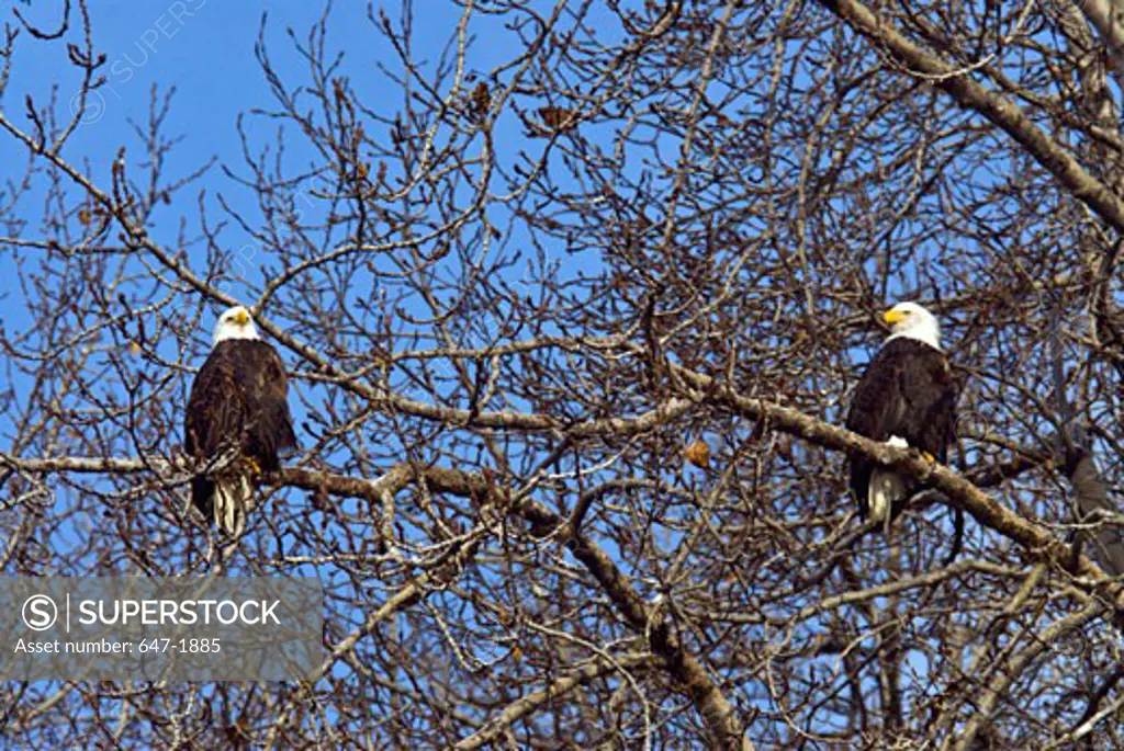 Low angle view two Bald eagles (Haliaeetus leucocephalus) perching on a tree, Alaska Chilkat Bald Eagle Preserve, Haines, Alaska, USA