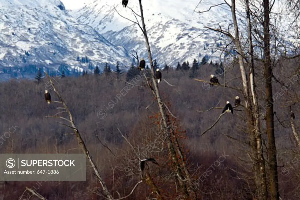 Bald eagles perching (Haliaeetus leucocephalus) on trees, Alaska Chilkat Bald Eagle Preserve, Haines, Alaska, USA