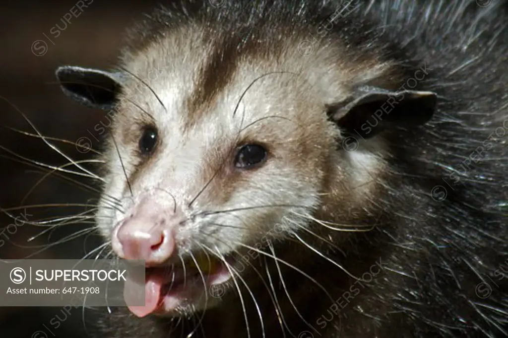 Close-up of an opossum