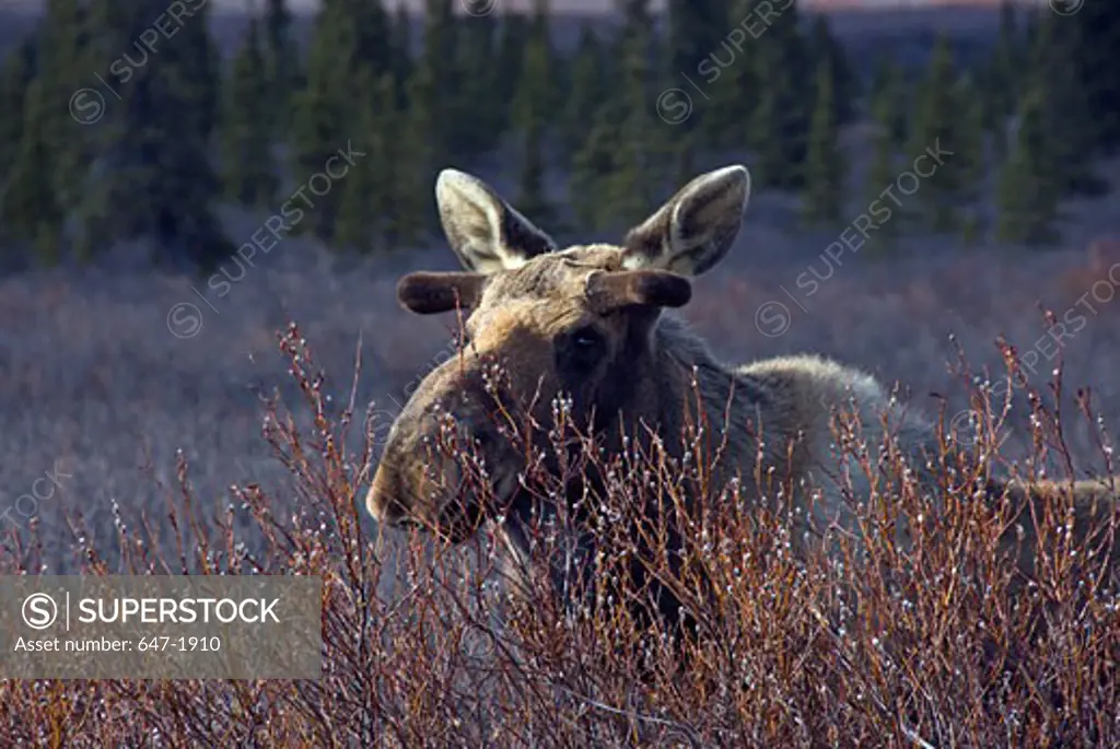 Close-up of a moose (Alces alces) behind a bush, Denali National Park, Alaska, USA