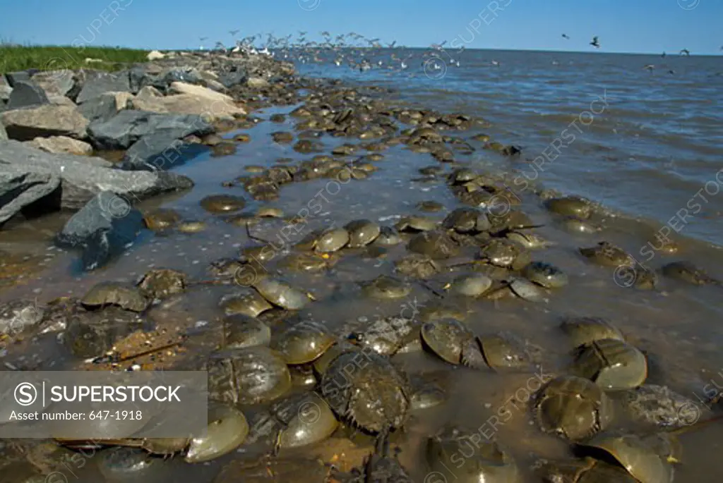 Horseshoe crabs (Limulus polyphemus) with birds in the background, Delaware Bay, USA