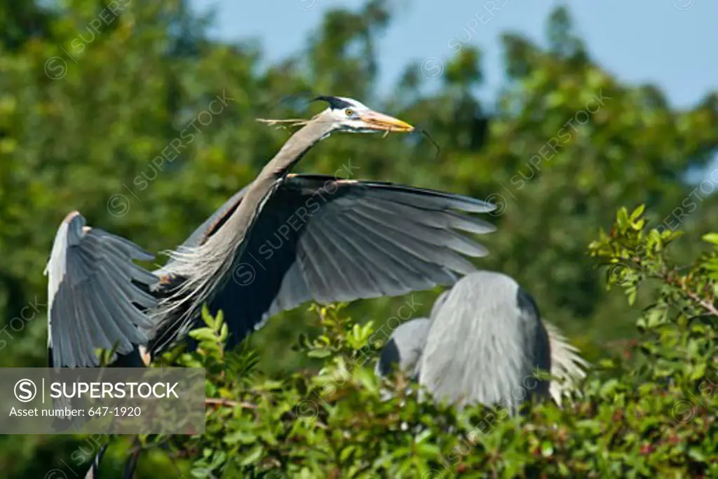 Two Great Blue herons (Ardea herodias) perching on a tree