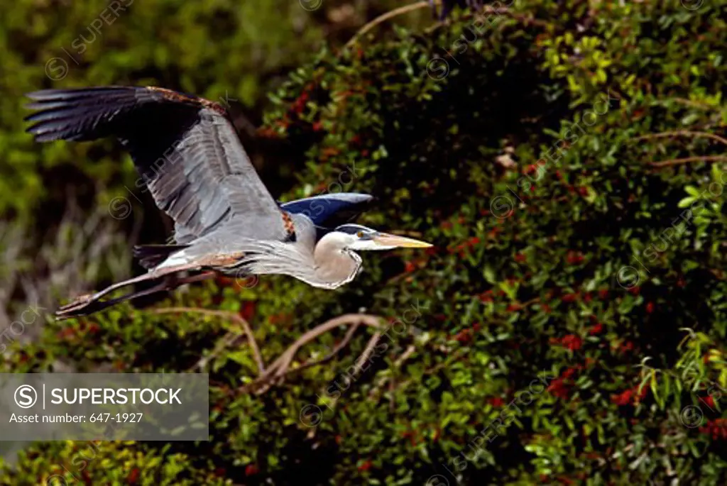 Great Blue heron (Ardea herodias) flying