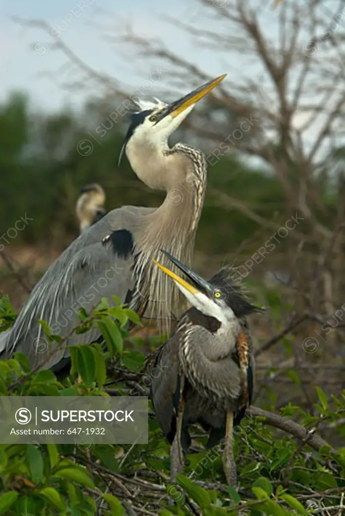 Two Great Blue herons (Ardea herodias) perching on the branch of a tree