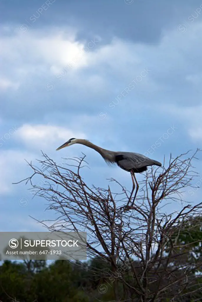 Low angle view of a Great Blue heron (Ardea herodias) perching on a tree