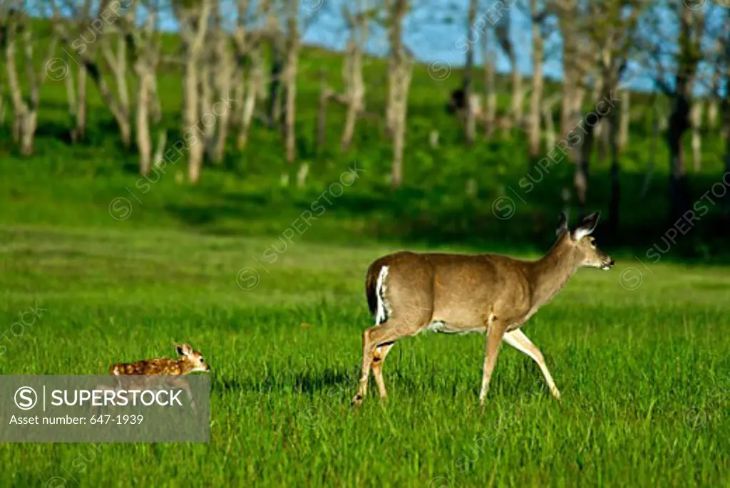 White-Tailed deer (Odocoileus virginianus) with its fawn walking in a forest, Shenandoah National Park, Virginia, USA