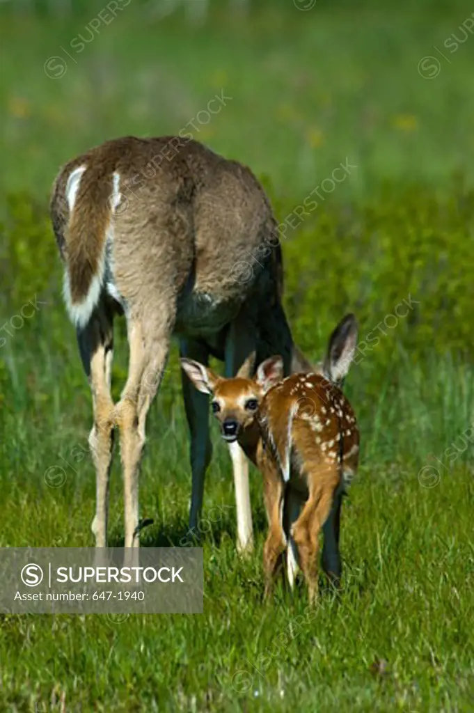 White-Tailed deer (Odocoileus virginianus) with its fawn standing in a field, Shenandoah National Park, Virginia, USA