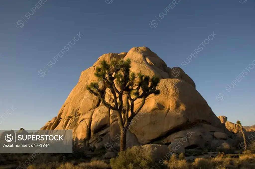 Joshua tree (Yucca brevifolia) in front of a cliff, Joshua Tree National Monument, California, USA