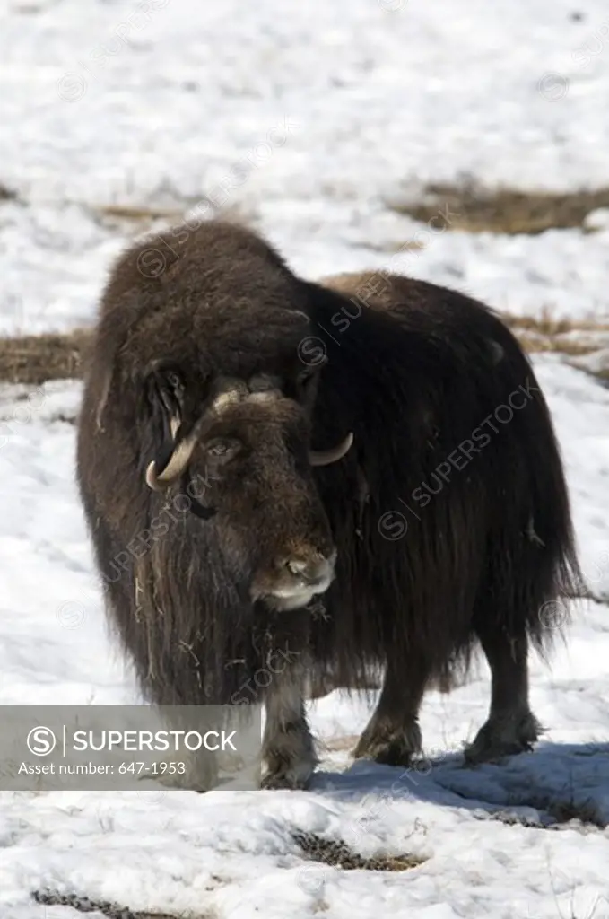 Musk ox (Ovibos moschatus) standing in a snow covered field, Yukon Wildlife Preserve, Yukon, Canada