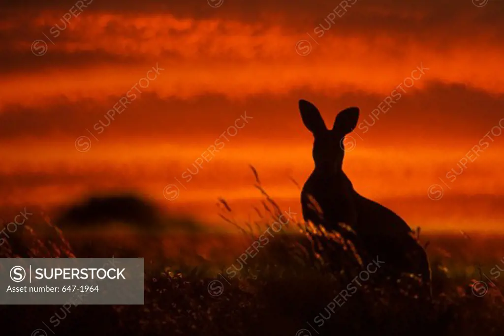 Silhouette of a Red kangaroo (Macropus rufus) at sunset, Broken Hill, New South Wales, Australia