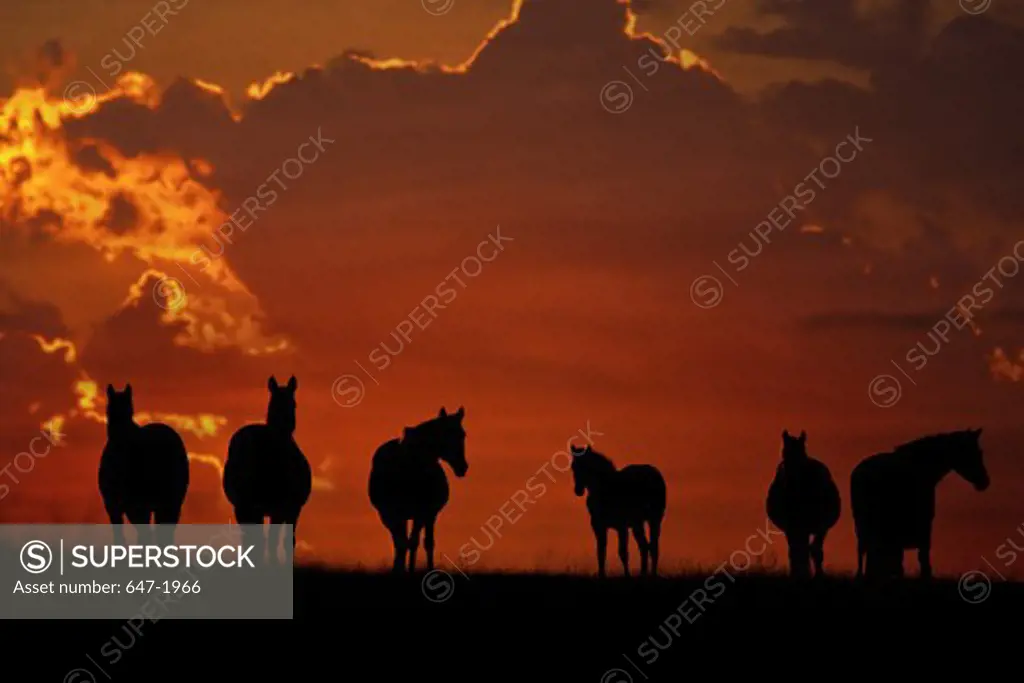 Silhouette of horses at sunrise, South Dakota, USA