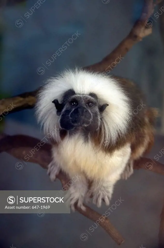 Cotton-Top tamarin (Saguinus oedipus) monkey sitting on branch