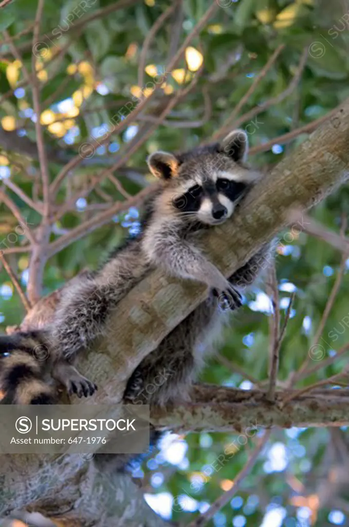 Close-up of a raccoon on a tree, Green Cay, Boynton Beach, Florida, USA