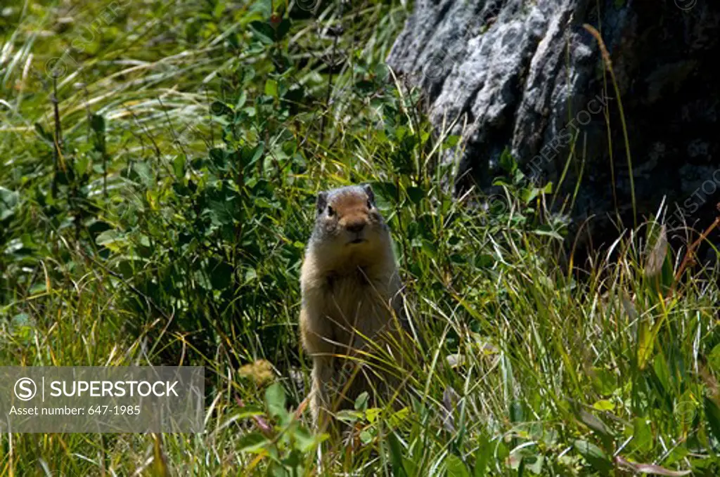 Columbian ground squirrel (Spermophilus columbianus) in grass, US Glacier National Park, Montana, USA
