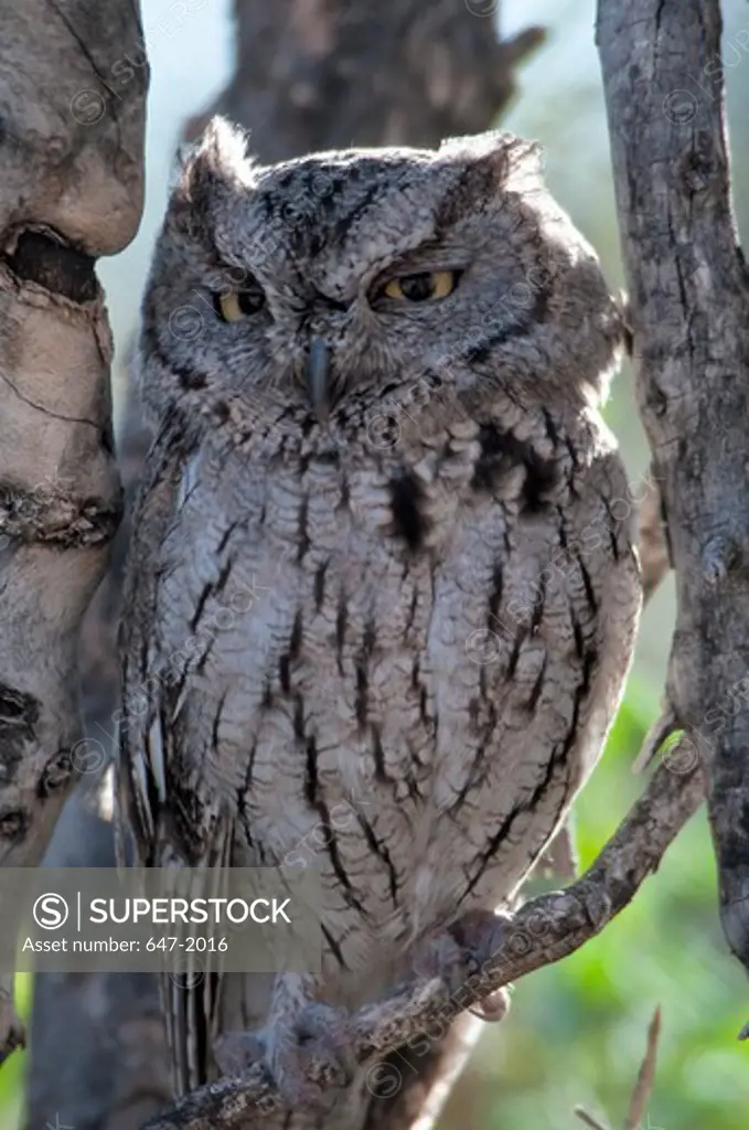 USA, California, Sonoran Desert, Western Screech-Owl (Megascops kennicottii)