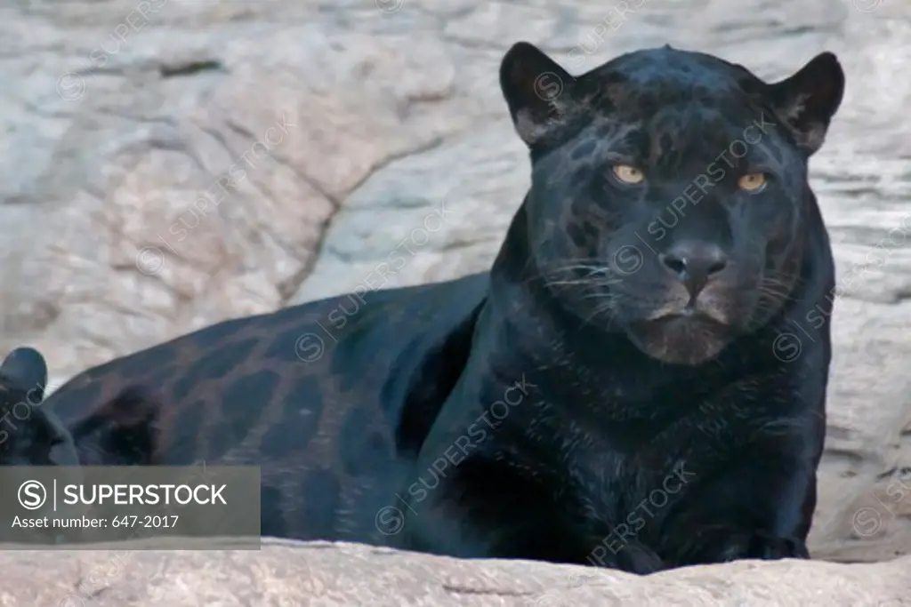 Black leopard (Panthera onca)