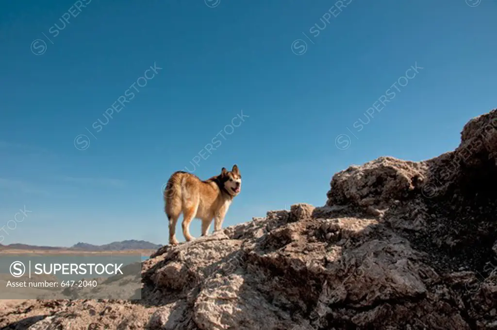 USA, Nevada, Lake Mead National Recreation Area, Alaskan Malamute (Canis lupus familiaris)