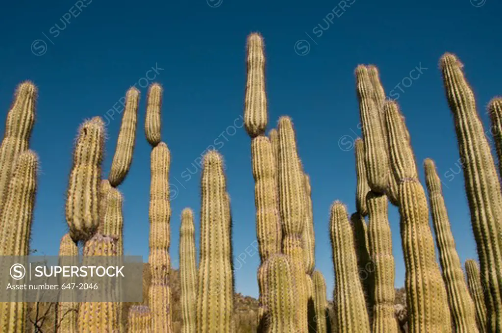USA, Arizona, Organ Pipe Cactus National Monument, Organ Pipe Cactus (Stenocereus thurberi)