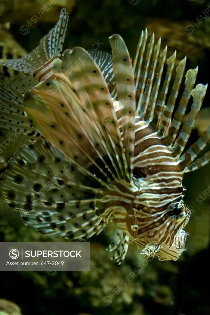 Lionfish, (Pterols volitans)