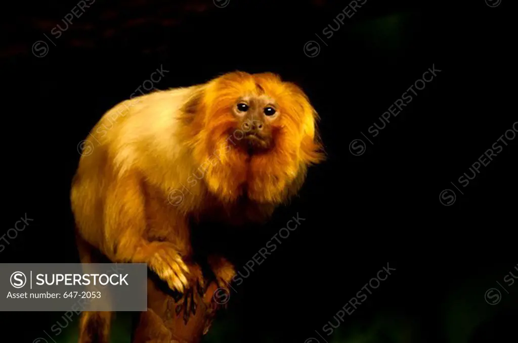 Golden Lion Tamarin (Leontopithecus rosalia)