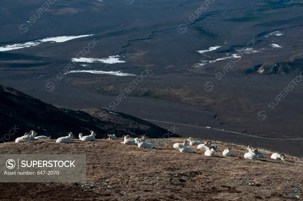 Herd of Dall sheep (Ovis dalli) on a hill, Denali National Park, Alaska, USA