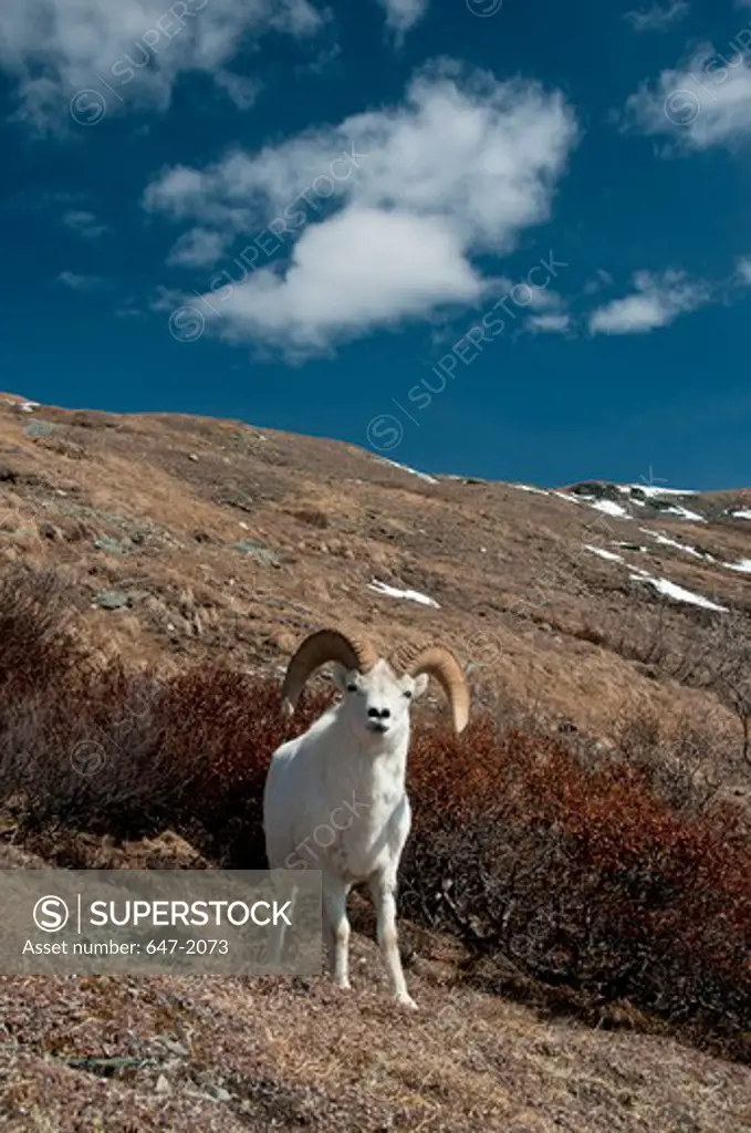 Dall sheep (Ovis dalli) on a hill, Denali National Park, Alaska, USA